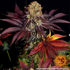 Barney's Farm Runtz x Layer Cake