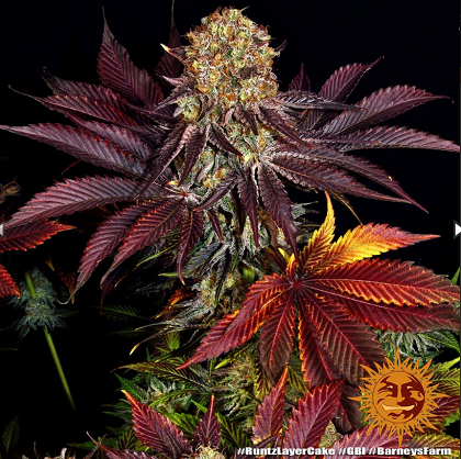 Barney's Farm Runtz x Layer Cake