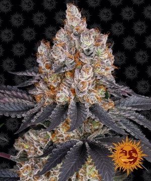 Barney's Farm Gelato