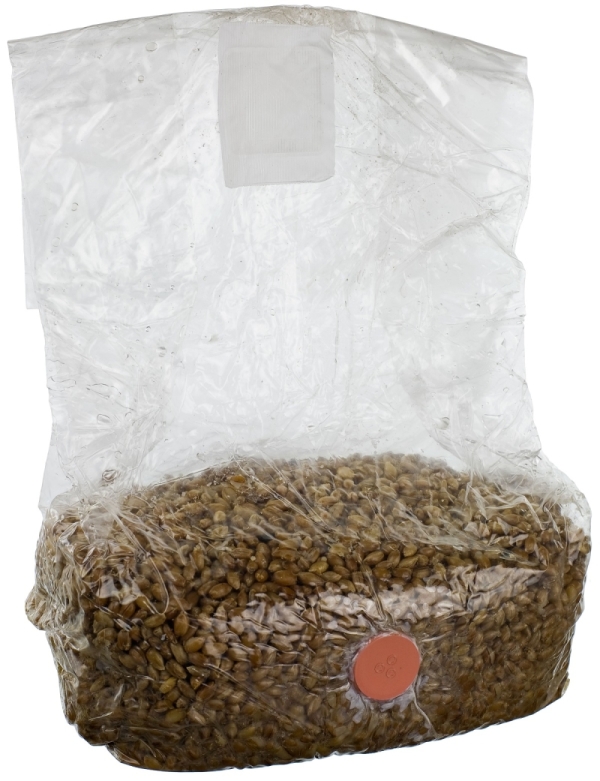 Innervisions Kit de culture de champignons Mushbag