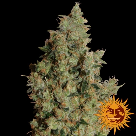 Barney's Farm Tangerine Dream