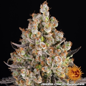 Barney's Farm OG Kush