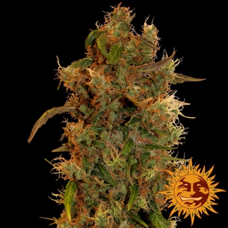 Barney's Farm 8-Ball Kush