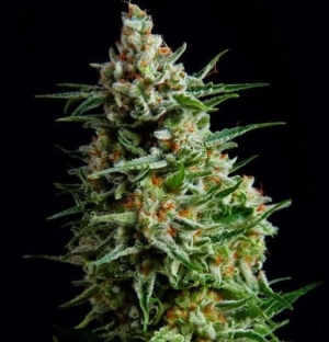 Growers Choice Leeg artikel