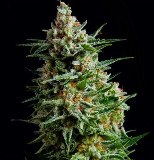Growers Choice Leeg artikel