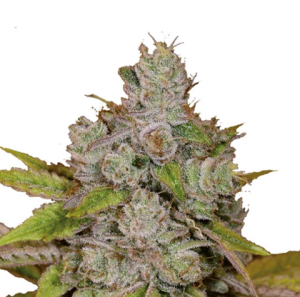 Barney's Farm Monkey Glue Auto