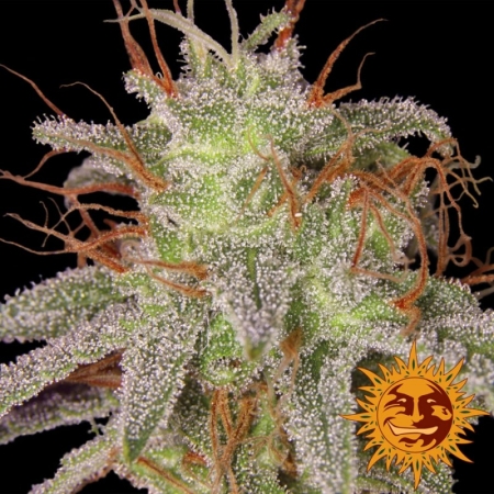 Amnesia Lemon cannabis