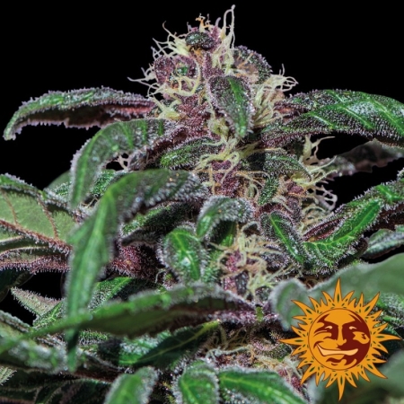 Barney's Farm Ayahuasca Purple