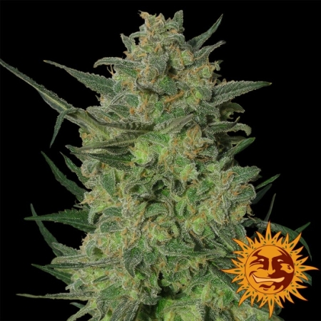 Barney's Farm LSD