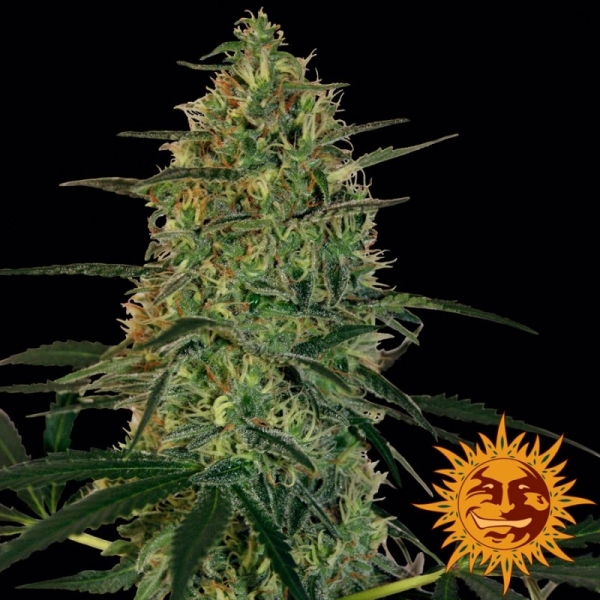 Barney's Farm Malana Bomb Auto
