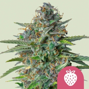 Strawberry Cough Royal Queen Seeds