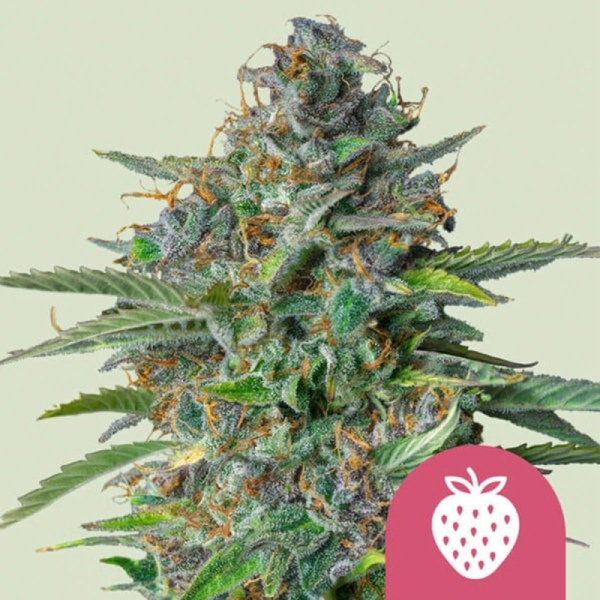 Strawberry Cough Royal Queen Seeds