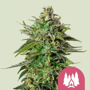 Larry OG Royal Queen Seeds