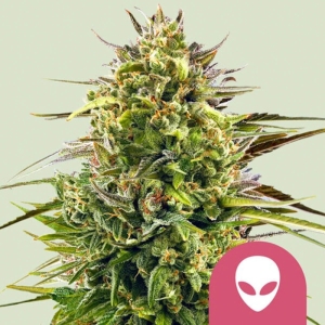 Alien OG Royal Queen Seeds plant