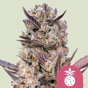 Tropicana Cookies Purple Royal Queen Seeds strain