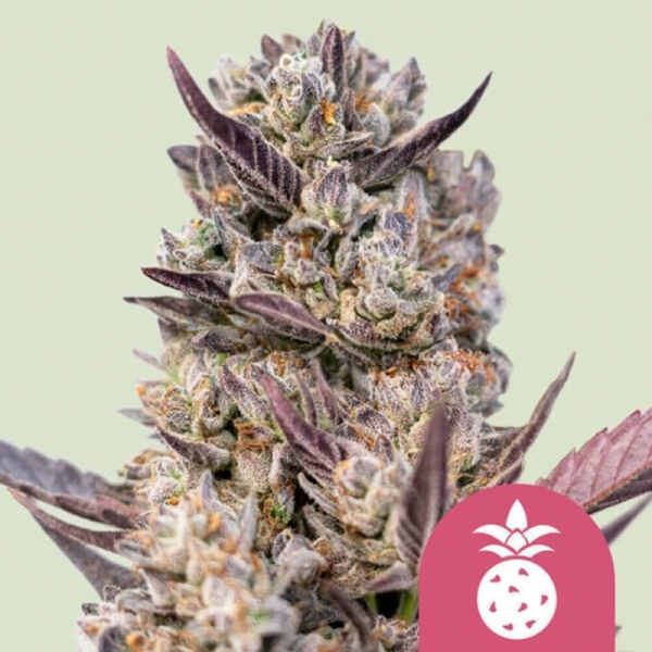 Tropicana Cookies Purple Royal Queen Seeds strain