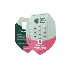 Tropicana Cookies Purple Royal Queen Seeds