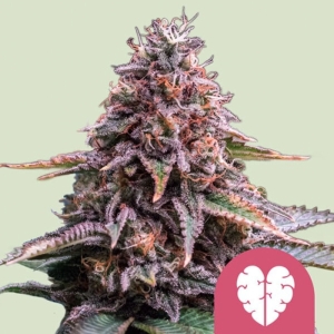 Pink Mist Royal Queen Seeds strain