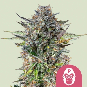 Pink Gorilla Royal Queen Seeds strain