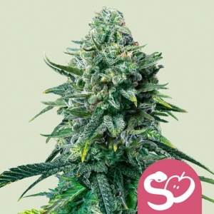 Forbidden Fruit Royal Queen Seeds strain