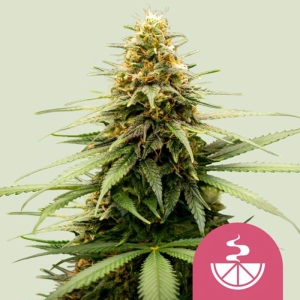 Lemon Skunk Royal Queen Seeds strain