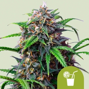 Purple Lemonade Auto Royal Queen Seeds strain