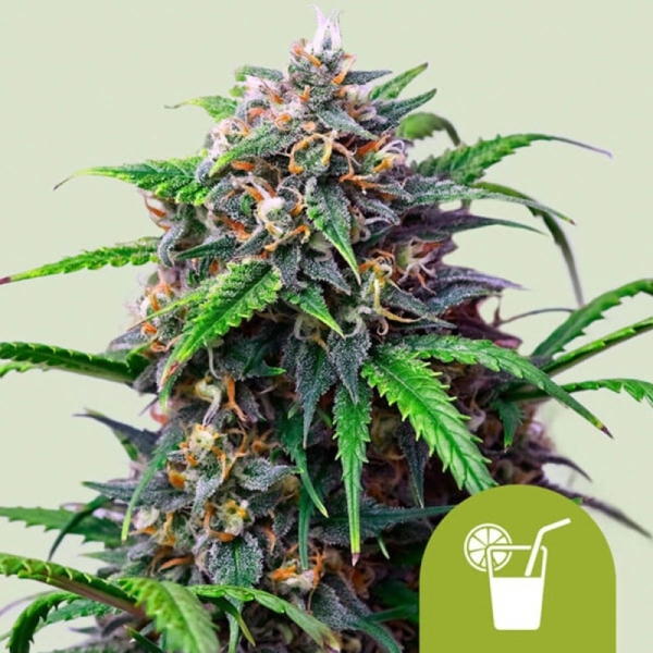 Purple Lemonade Auto Royal Queen Seeds strain