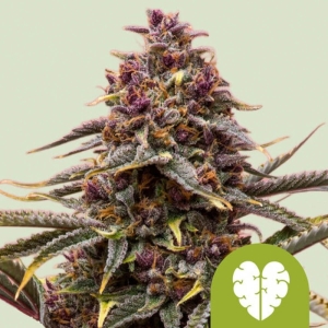 Pink Mist Automatic Royal Queen Seeds strain