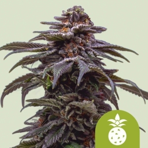 Tropicana Cookies Purple Auto Royal Queen Seeds strain