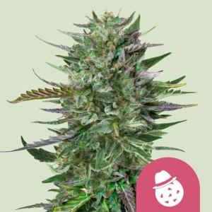 Do-Si-Dos Royal Queen Seeds strain