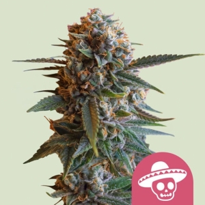 Mexican Rush Royal Queen Seeds strain