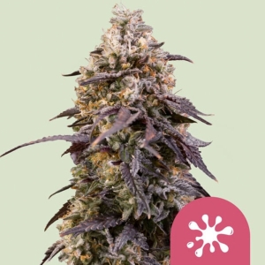 Sticky Queen Royal Queen Seeds strain