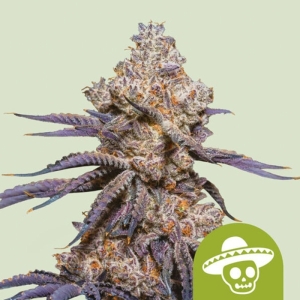 Mexican Rush Auto Royal Queen Seeds strain