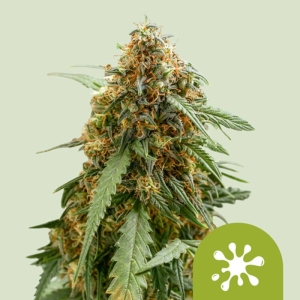 Sticky Queen Auto Royal Queen Seeds strain