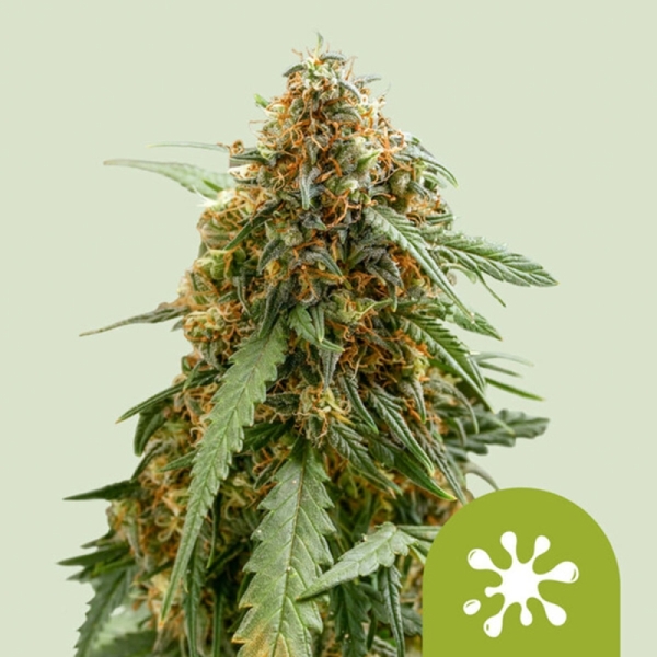 Sticky Queen Auto Royal Queen Seeds strain