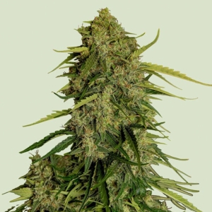 Atlas F1 Royal Queen Seeds strain