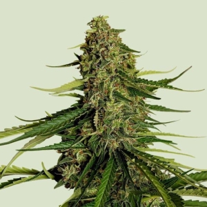 Gaia F1 Royal Queen Seeds strain