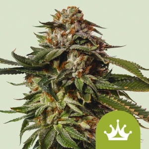 Special Queen 1 Auto Royal Queen Seeds strain