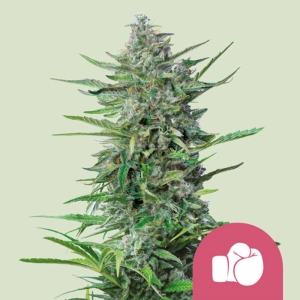 Purple Punch Royal Queen Seeds strain