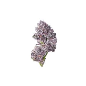 Growers Choice Iced Sangria Triploid F1