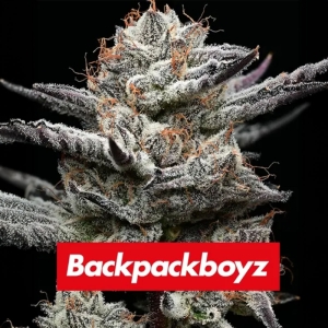Barney's Farm Black Cherry Gushers