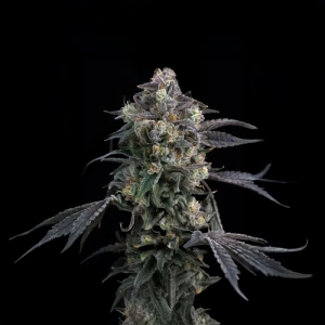 Barney's Farm Super Boof