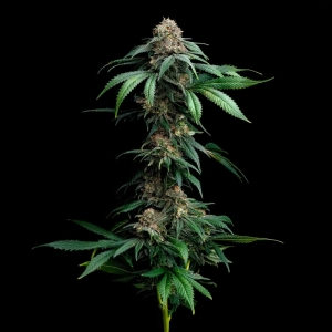 Mendo Breath Barney's Farm 