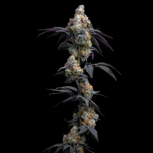 Rainbow Sherbet Barney's Farm