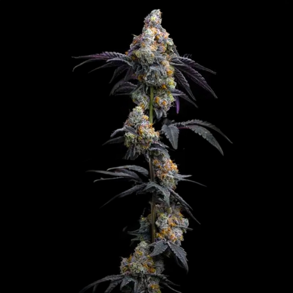 Rainbow Sherbet Barney's Farm