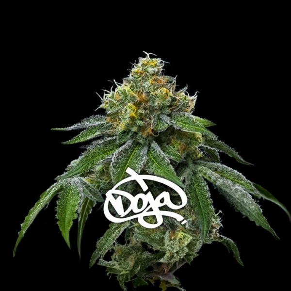 RS11 x Banana OG Barney's Farm
