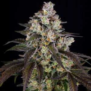 Trainwreck Barney's Farm