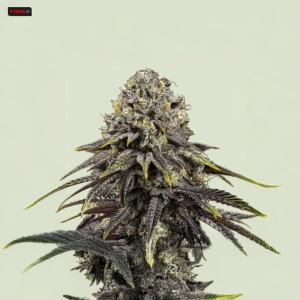 Dynamite Diesel RQS
