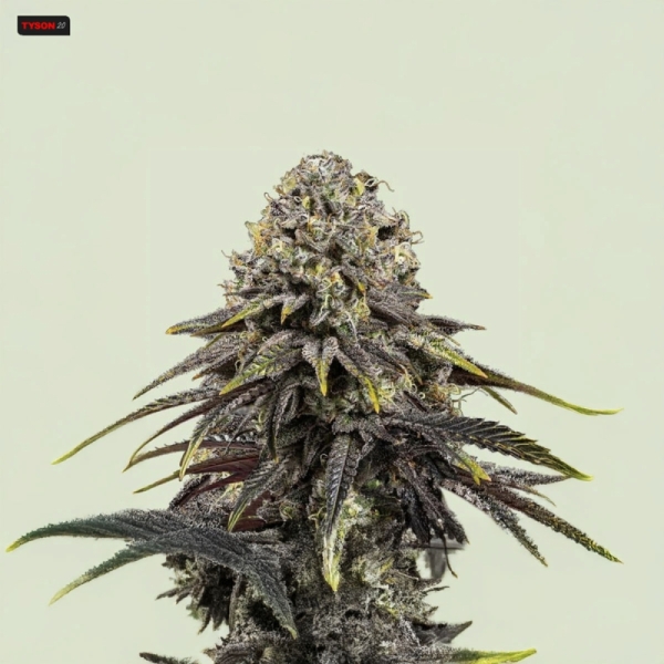Dynamite Diesel RQS