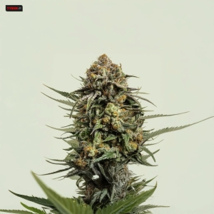 Gelato 44 Royal Queen Seeds weed